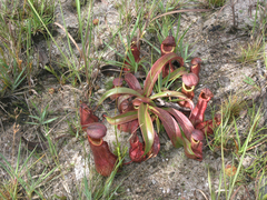 Nepenthes smilesii