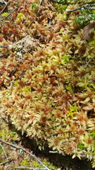 Sphagnum magellanicum