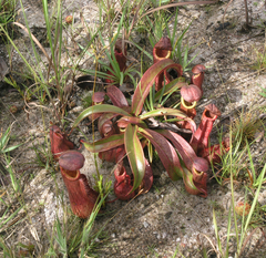 Nepenthes smilesii