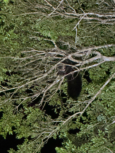 Aye-aye
