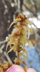 Sphagnum magellanicum