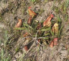 Nepenthes smilesii