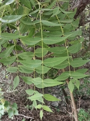 Juglans mollis
