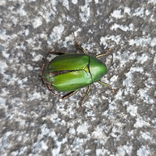 Green Chafer