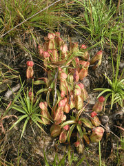 Nepenthes smilesii