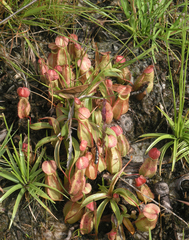 Nepenthes smilesii