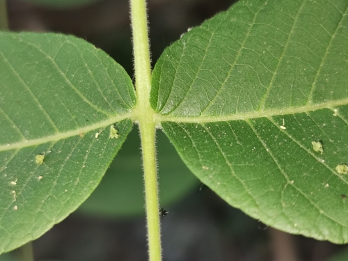 Image of Juglans mollis by (c) Adriana Nelly Correa Sandoval, some rights reserved (CC BY)