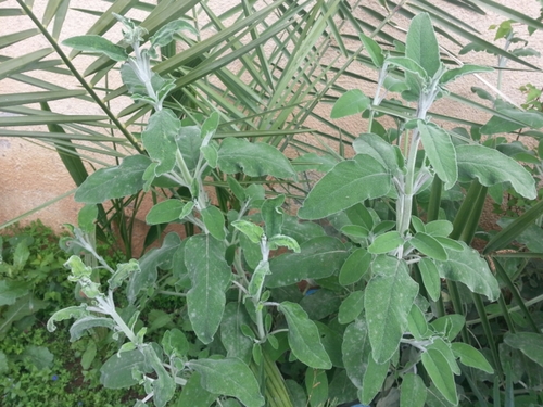 Salvia officinalis