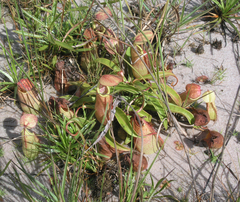 Nepenthes smilesii