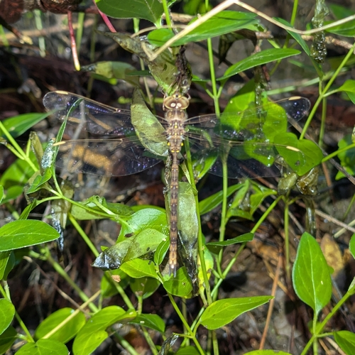 Fawn Darner photo 5