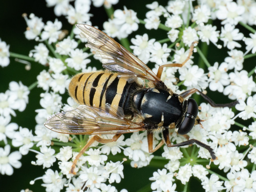 Temnostoma vespiforme