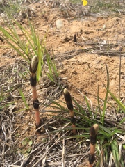 Equisetum arvense