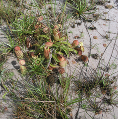 Nepenthes smilesii