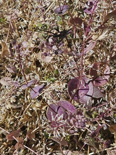 clasping pepperweed