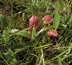 Nepenthes smilesii