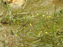 Utricularia gibba