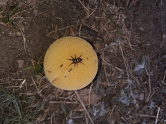 Callilepis schuszteri