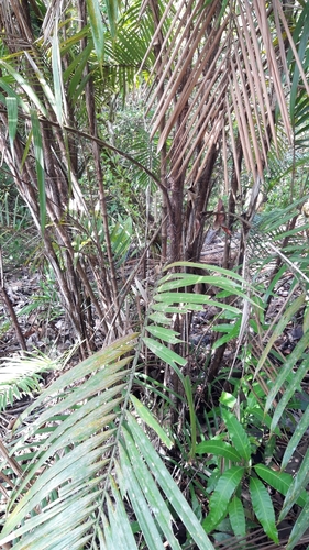 Bactris guineensis, photograph 6