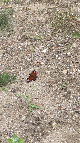 European Peacock Butterfly