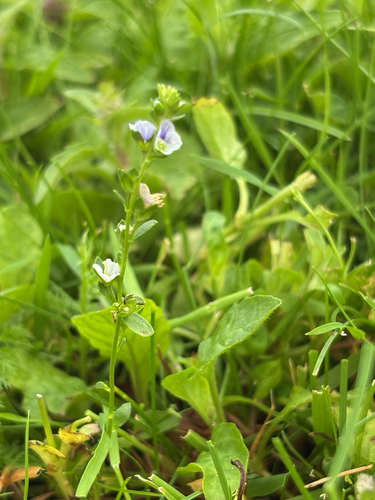 thyme-leaved speedwell