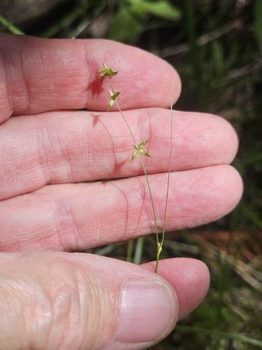 Carex radiata, photograph 5