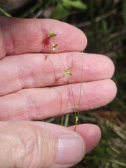 Carex radiata, photograph (c) Norma Malinowski, some rights reserved (CC BY)