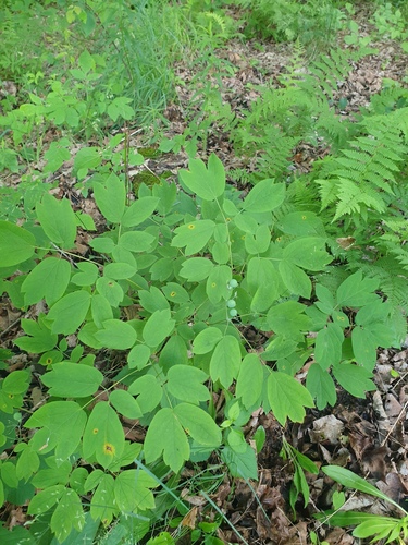 Caulophyllum giganteum, photograph 6