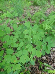 Caulophyllum giganteum, photograph author not stated, no rights reserved