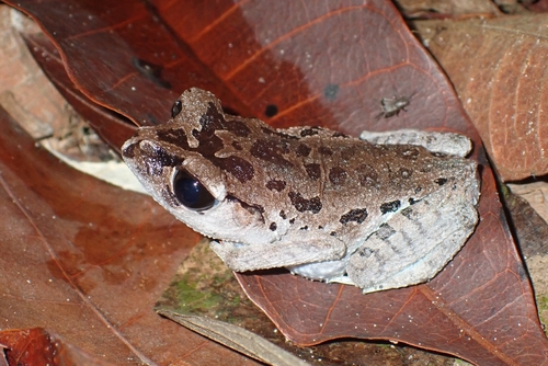 Leptobrachium nigrops observed 2026-06-27
