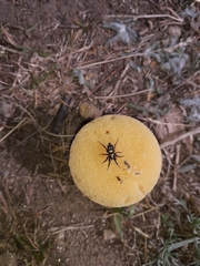 Callilepis schuszteri