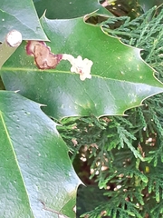 Phytomyza ilicis