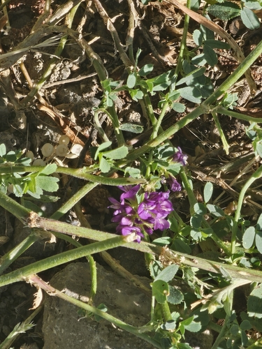 Alfalfa
