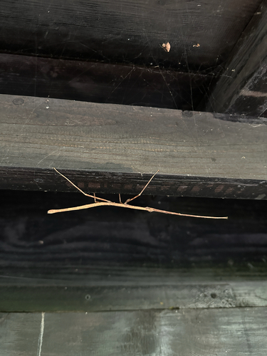 Mikado Walking Stick