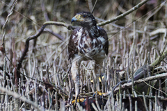 Rufous Crab Hawk photo 3