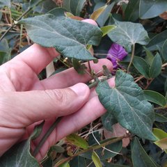 Gonolobus grandiflorus