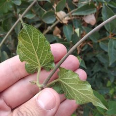 Gonolobus grandiflorus