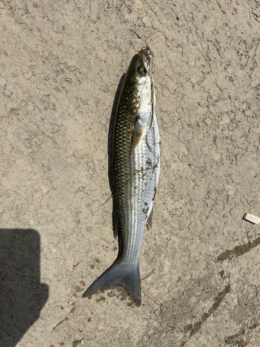Thinlip Mullet