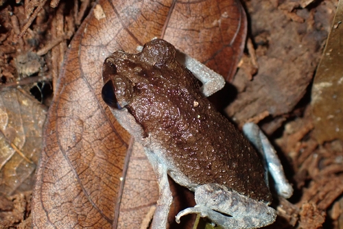 Leptobrachium nigrops observed 2026-06-27