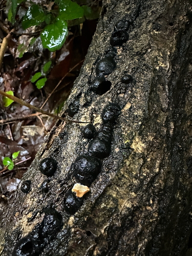 Annulohypoxylon truncatum
