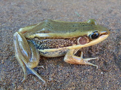 Amnirana galamensis