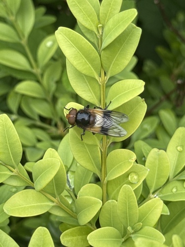 Pellucid Hover Fly