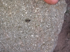 Raglius confusus