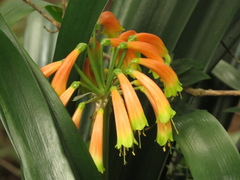 Clivia gardenii