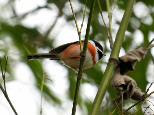 Black-throated Tit