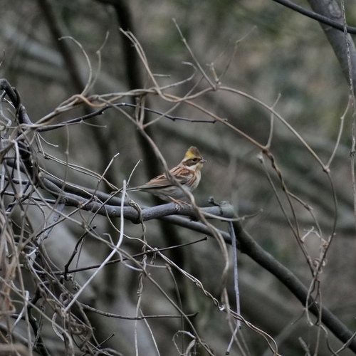 Yellow-throated Bunting