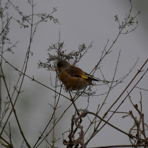 Oriental Greenfinch