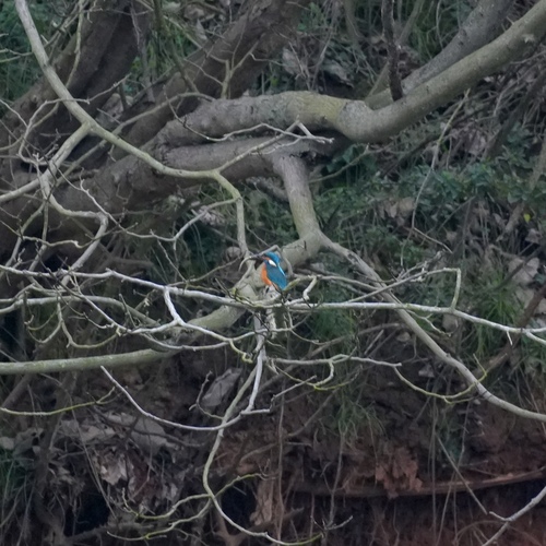Common Kingfisher