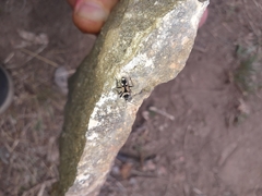 Raglius confusus