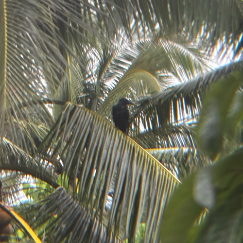 Philippine Jungle Crow (Corvus philippinus), photo 8