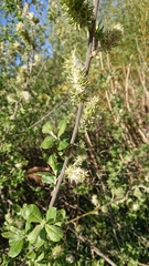 Salix aurita